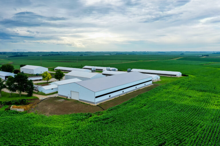 Spacious livestock building under a clear blue sky.